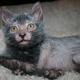 Image for article titled Humans create cat werewolves—and they're very cute and very spooky